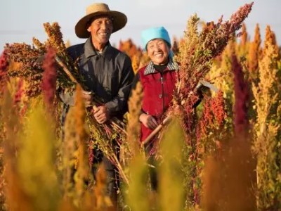 一天卖出74亿！阿里巴巴双11农产品销售火爆，背后有哪些创新？